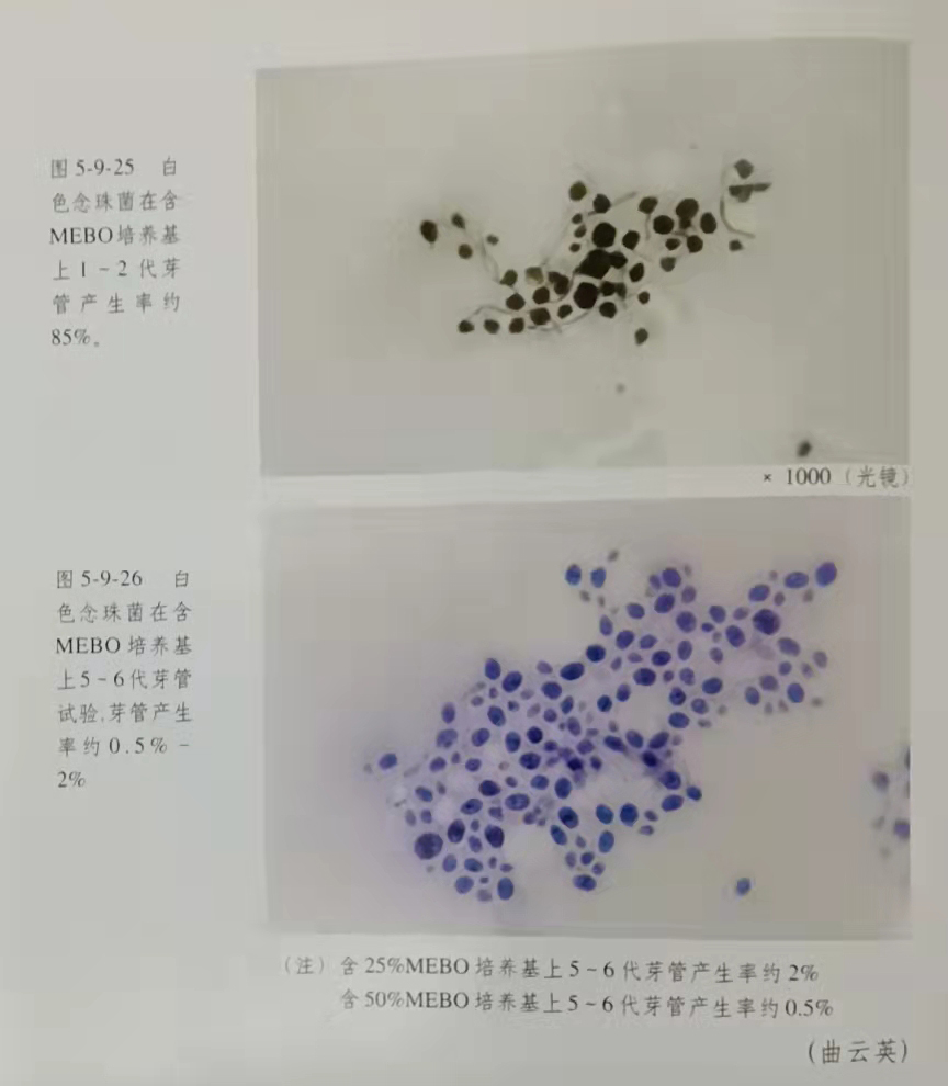 威客电竞(vkgame)-为竞技而生