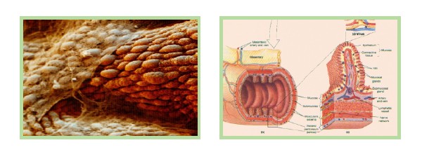 威客电竞(vkgame)-为竞技而生